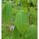 Pyökkivaahtera (Acer carpinifolium)